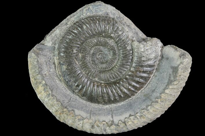 Dactylioceras Ammonite Fossil - England #84933